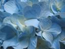 blue-flower.jpg