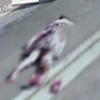 Gordinha faz gordice no Street View