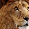 Lion pode chegar às prateleiras (virtuais) em 14 de julho