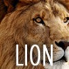Lion: os 10 melhores recursos do sistema da Apple