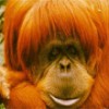 Tire fotos de macacos utilizando sua própria Gorilla Cam
