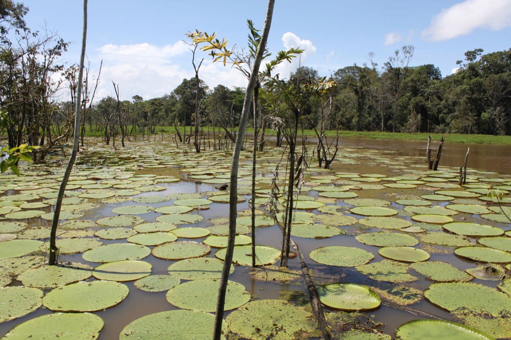 Isso é em Manaus, na Amazônia brasileira (foto: Thássius Veloso)