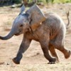 Elephant Quest – Ação e exploração com um tema estranho