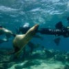 Mergulhe com leões marinhos nas Ilhas Galápagos no Google Street View