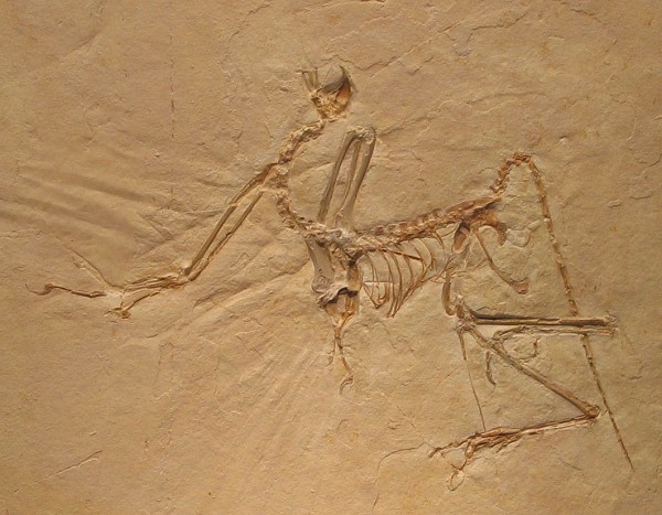 Archaeopteryx_bavarica_Detail