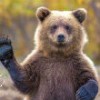 Bear Simulator já arrecadou quase 40 mil dólares no Kickstarter