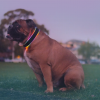 Buddy: uma coleira inteligente que monitora os exercícios e dieta do seu cão