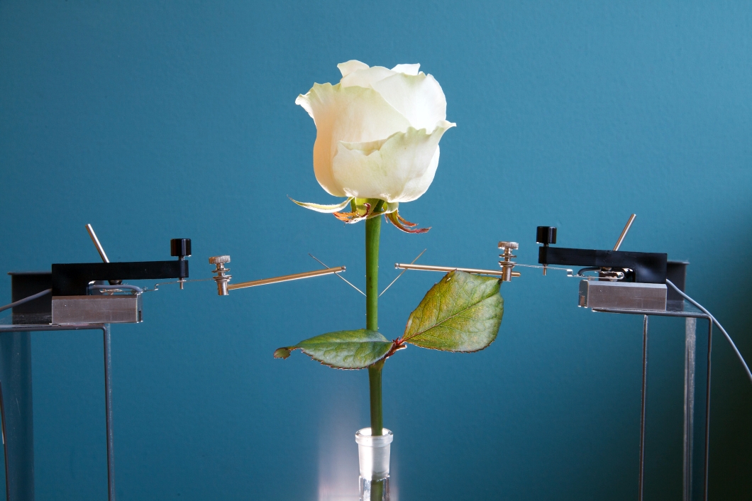 Flor biônica: cientistas montaram circuitos eletrônicos dentro de uma rosa
