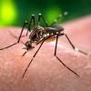 Alphabet quer combater o mosquito da dengue liberando 20 milhões de mosquitos