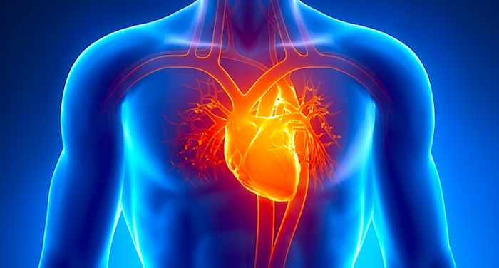 Cientistas estudam técnica que permitirá transplante de coração com doador incompatível