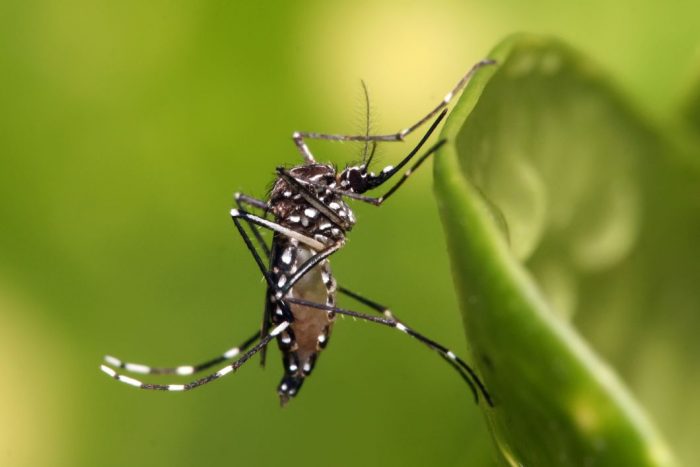 Aedes aegypti - por Wikipedia