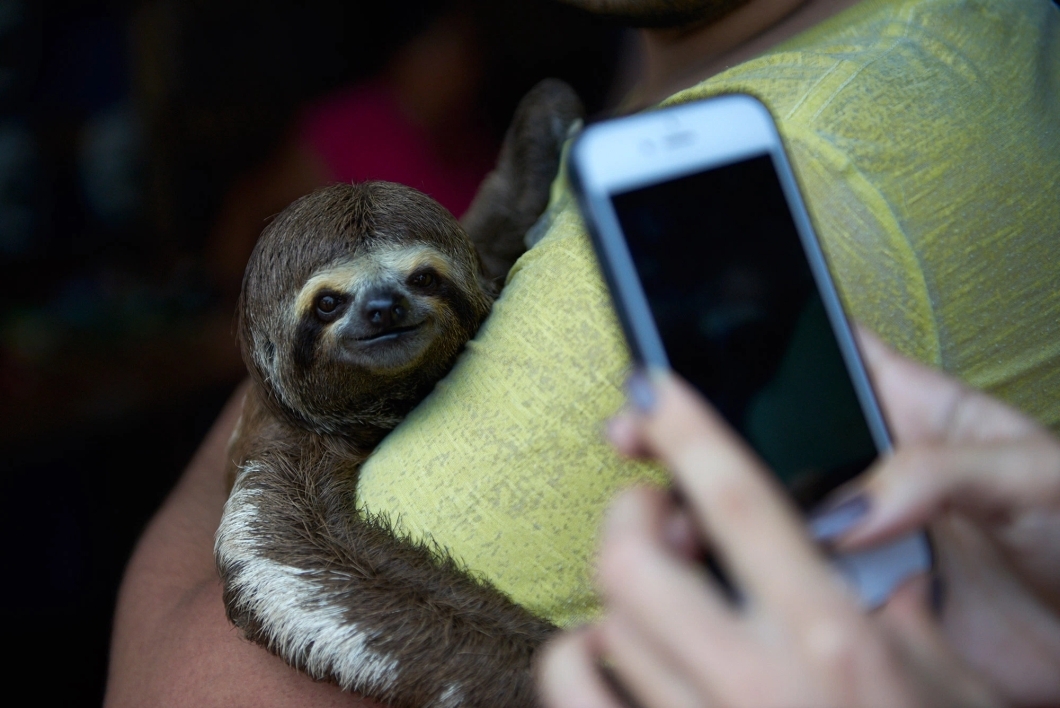 Bicho-preguiça - selfie (foto por World Animal Protection)