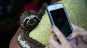 Instagram vai alertar sobre fotos envolvendo maus-tratos a animais