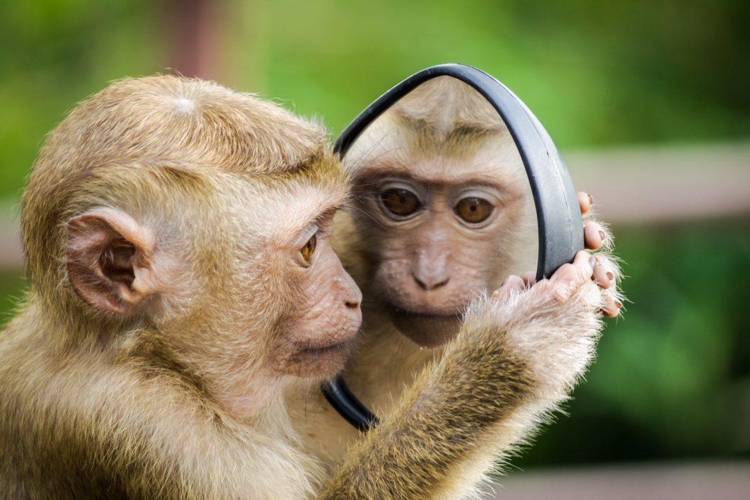 Macaco / Pexels / Espelho