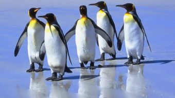 Linus Torvalds anuncia oficialmente o Linux 5.0