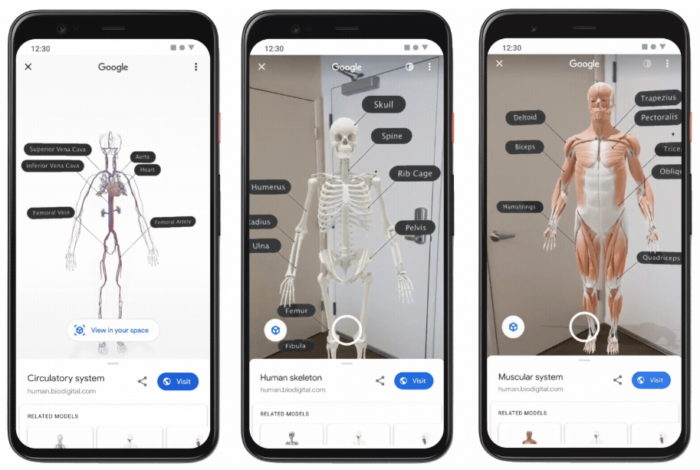 Google - corpo humano 3D em realidade aumentada