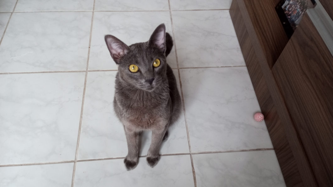 Foto de uma gato cinza; foto tirada com um Moto G8 Power Lite