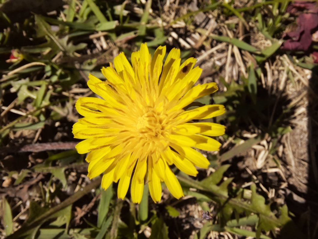 Foto de uma flor amarela com a lente macro