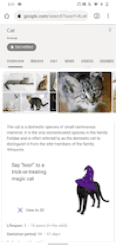 Gato na busca (Imagem: Google)