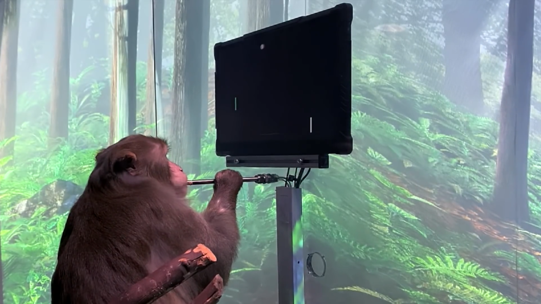 Macaco jogando Pong em teste da Neuralink (imagem: reprodução/Neuralink)