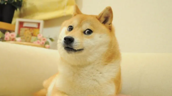 NFT do meme “Doge”, que inspirou dogecoin, é vendido por US$ 4 milhões