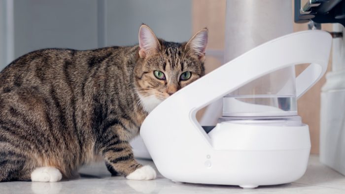 Bebedouro inteligente para gatos é aprovado na Anatel