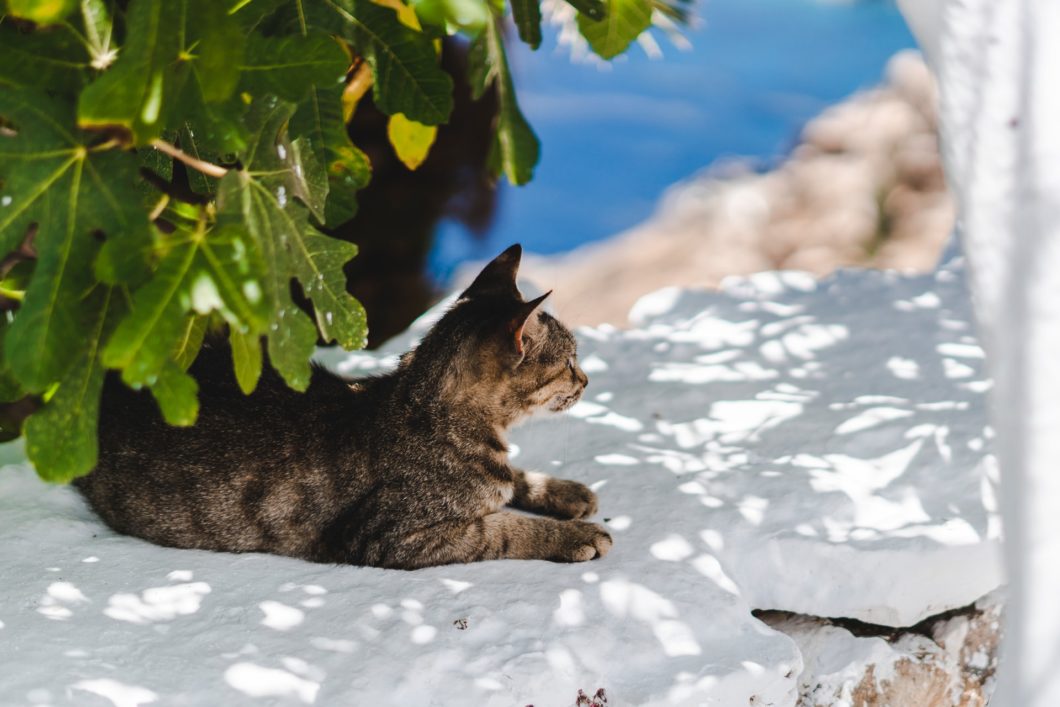 Gato tomando sol