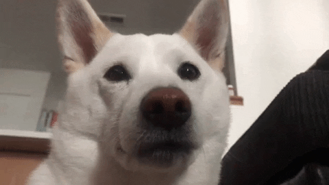 white dog blinking