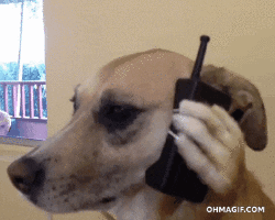 cachorro com celular