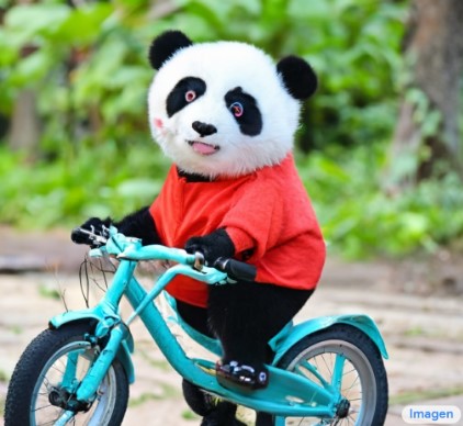 Apesar do texto, o panda não usa óculos escuros