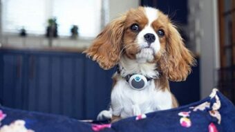 Animo, um “Fitbit” para cães, é lançado no Brasil para monitorar seu pet