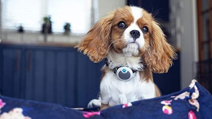 Animo, um “Fitbit” para cães, é lançado no Brasil para monitorar seu pet