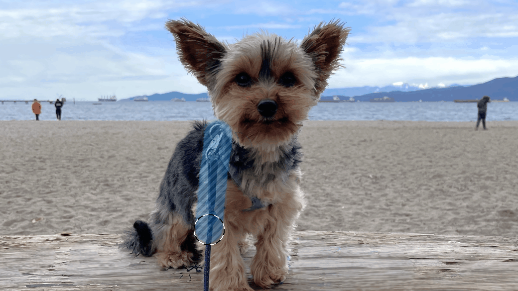 Imagem de cachorro na praia com uma ferramenta de seleção "pintando" a área da guia da coleira