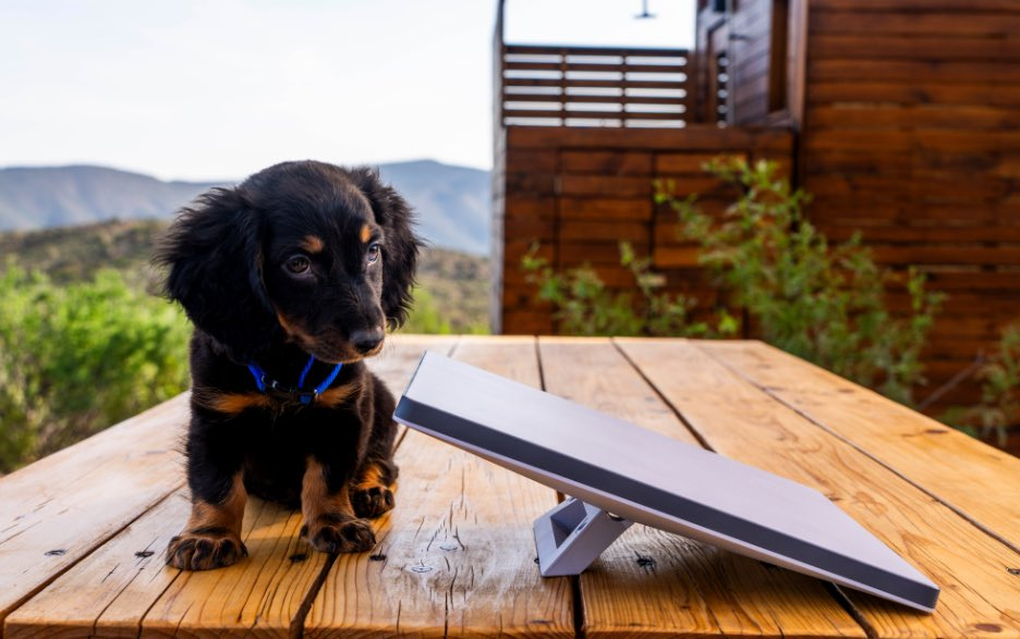 Antena Starlink Mini ao lado de um cachorro pequeno